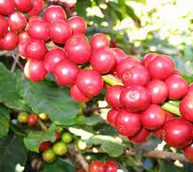 Phân Bón Ánh Dương